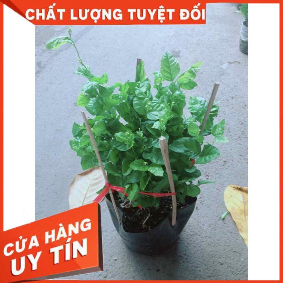 Hoa Nhài Thơm Nhiều Người Mua