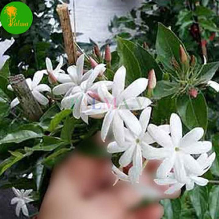 CHẬU HOA GIỐNG HOA NGUYỆT QUẾ LEO