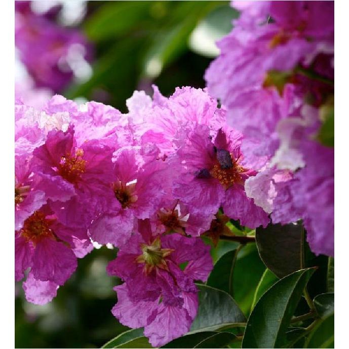 Hạt Giống Cây Hoa Bằng Lăng Tím KNS3512 - Gói 30 Hạt