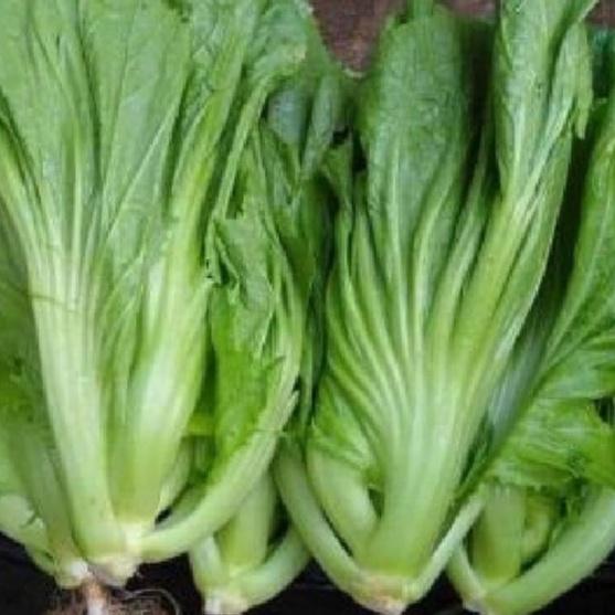 Hạt giống rau cải bẹ dưa dể trồng f1-gói 20 gram-tặng kèm gói phân bón lót