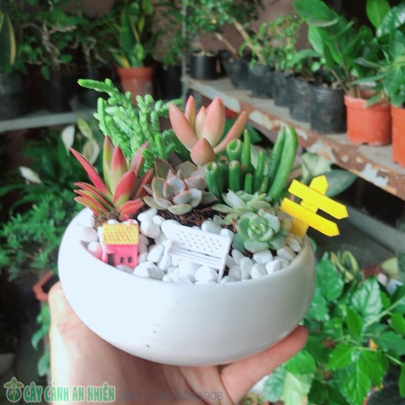 Chậu Sen Đá Tiểu Cảnh