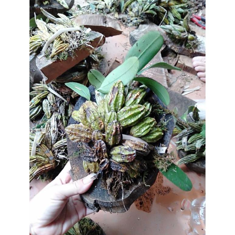 Hoa phong lan vảy rồng