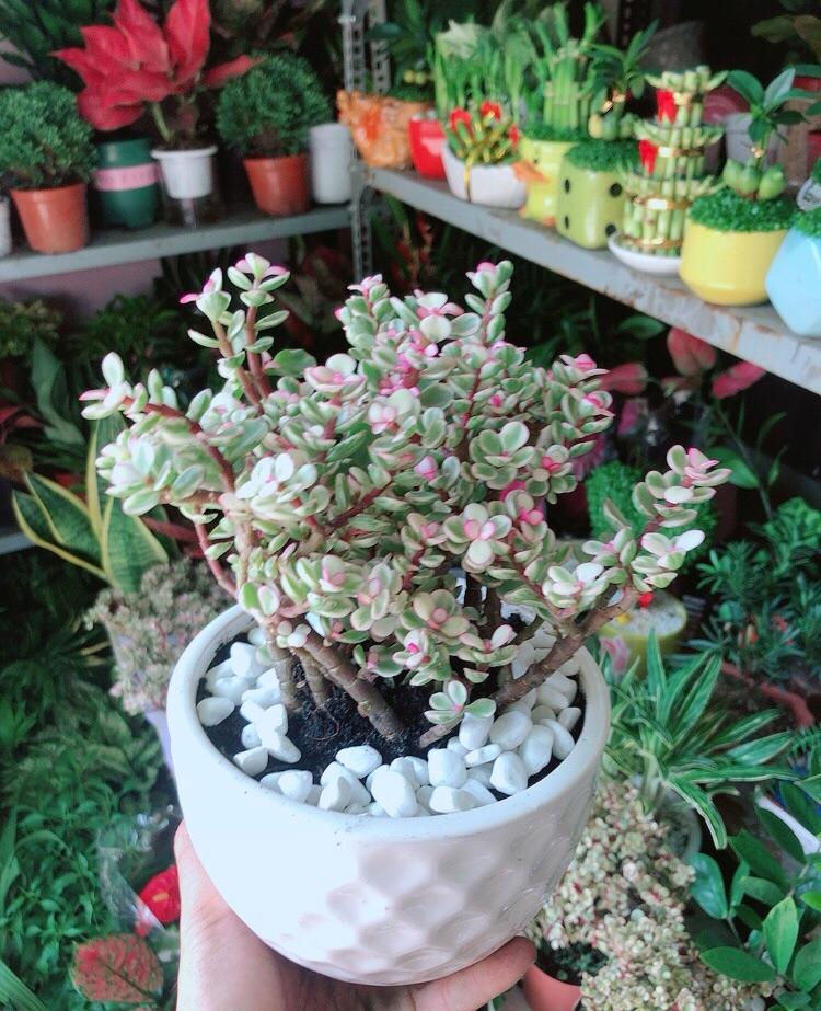 Chậu Cây Cành Vàng Lá Ngọc