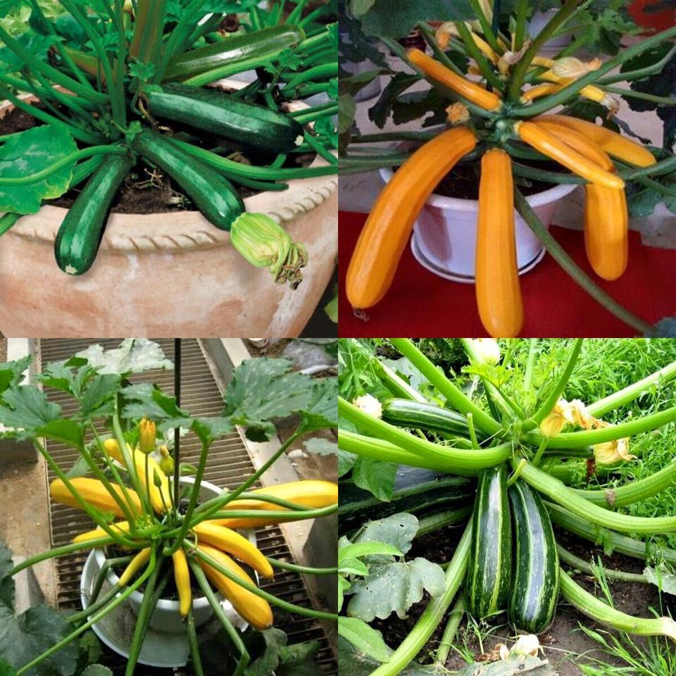 Combo 2 gói hạt giống bí ngòi dài vàng ,xanh-gói 10 hạt-tặng kèm gói phân bón lót