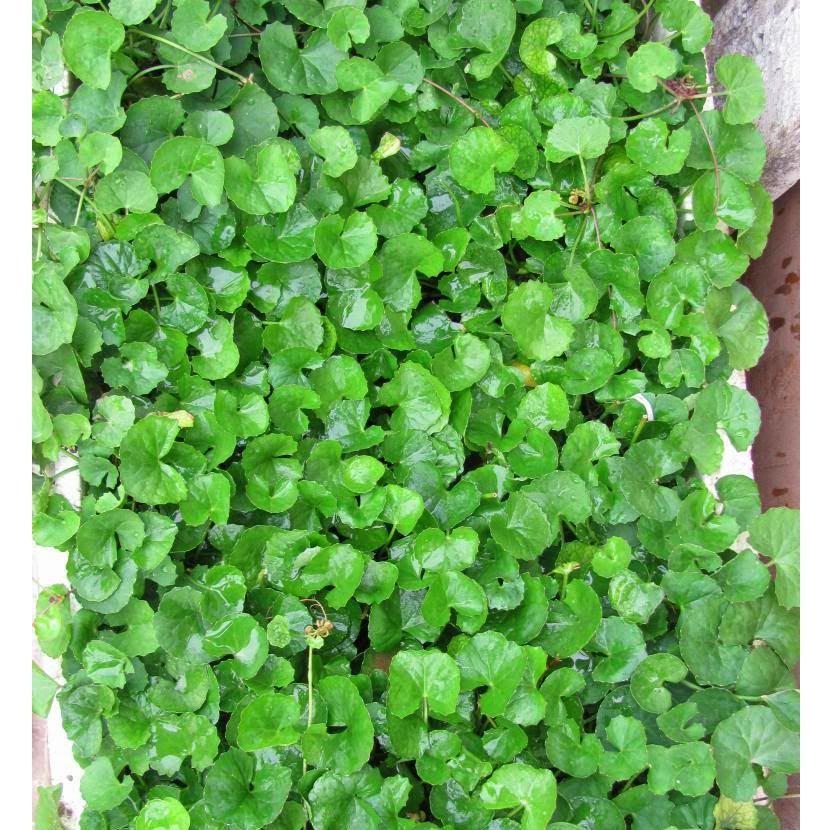 Hạt giống rau má lá nhỏ, đóng gói 0.5gr