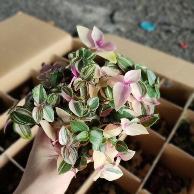 Cây Thằn Lằn Thái Kèm Chậu Sứ