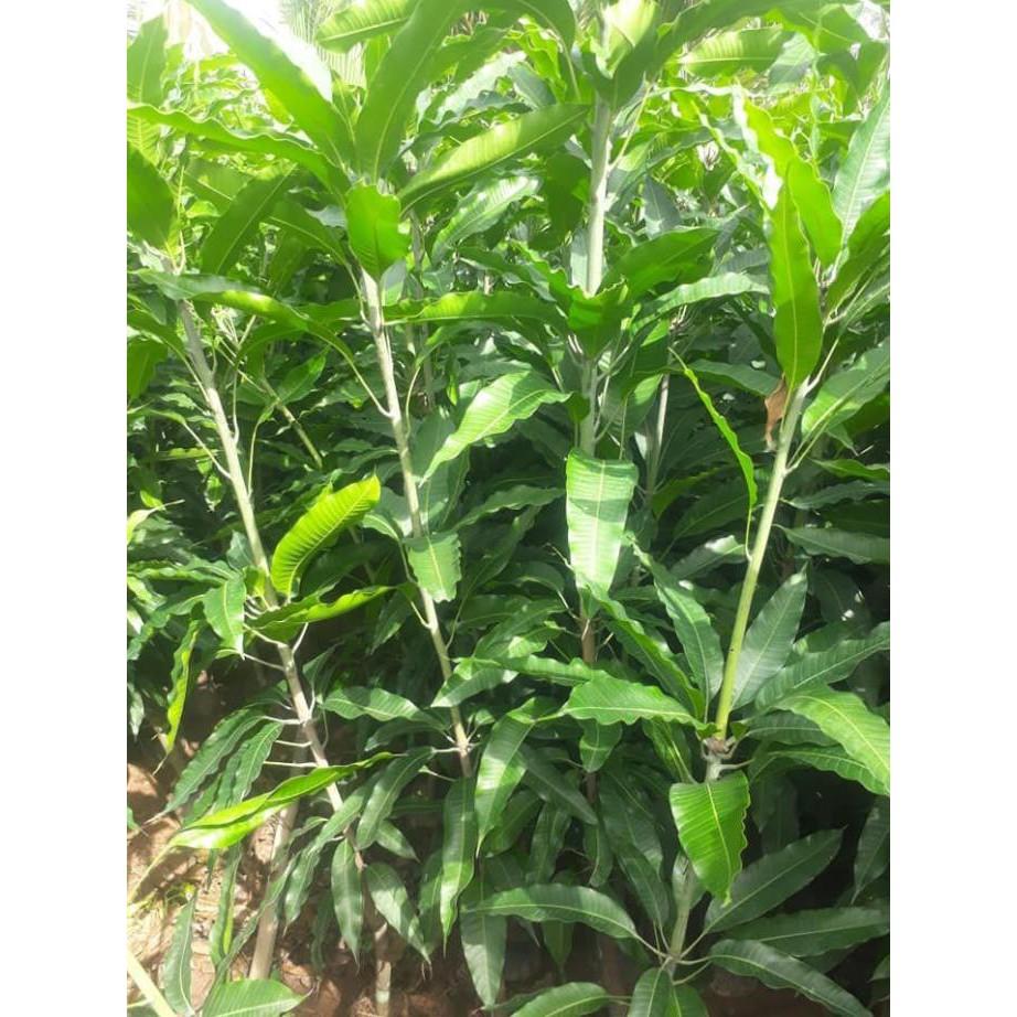Cây giống XOÀI CÁT HÒA LỘC - Giống chuẩn F1 - Siêu sai quả ngon, ngọt