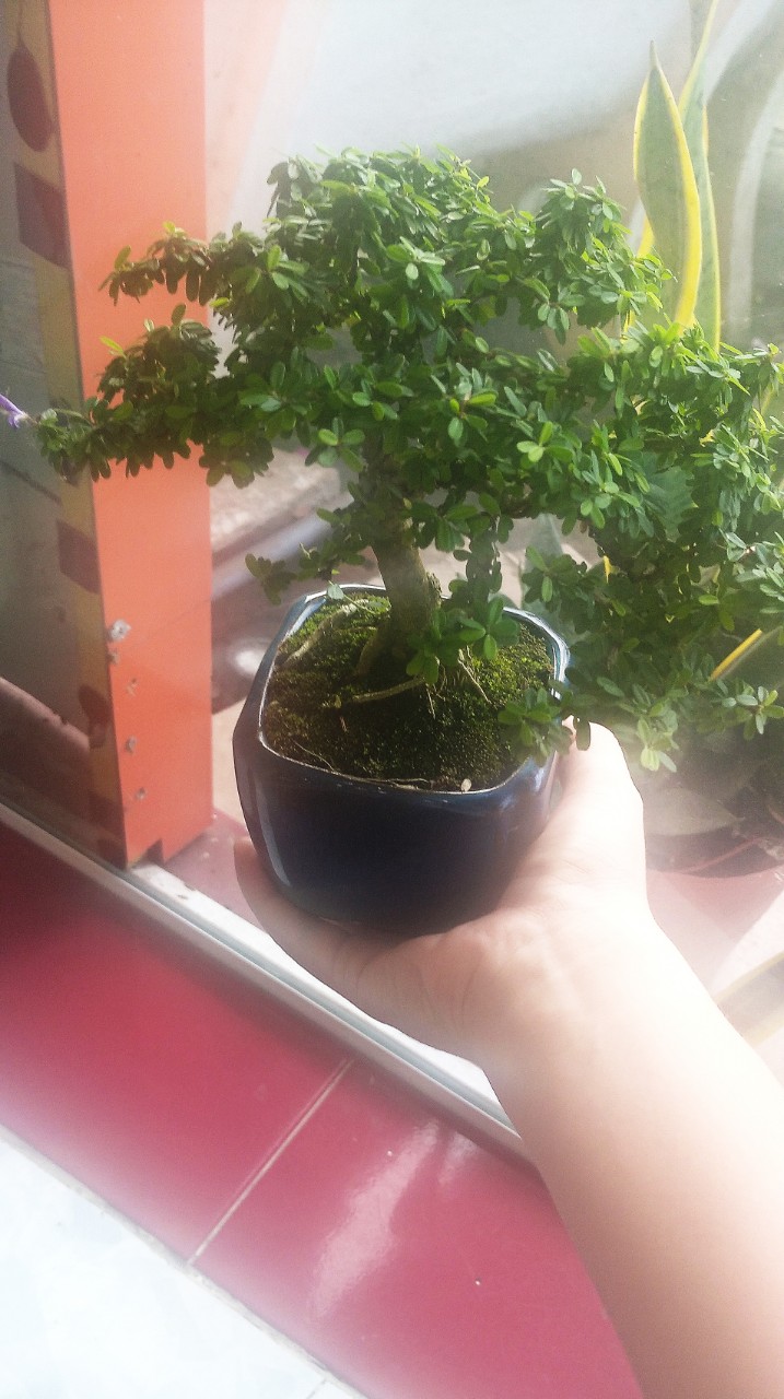 Cây Linh Sam Bonsai Mini Cây nhỏ - Chưng bàn làm việc-Phong Thủy
