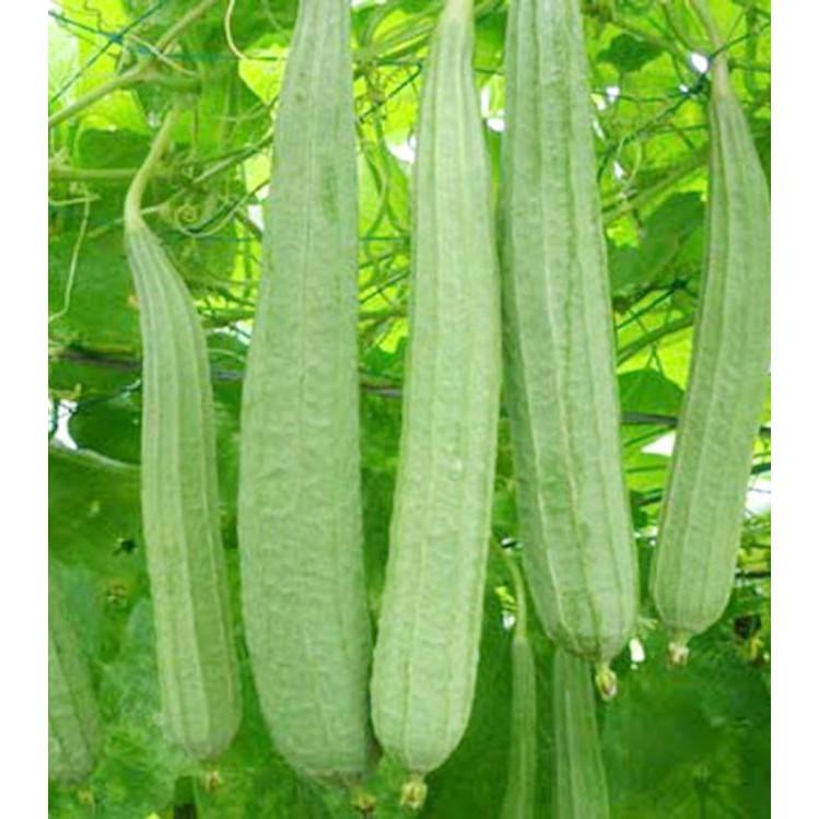 Hạt Giống Mướp Khía Thái Lan 10 hạt - tặng kèm 3 viên nén ươm hạt