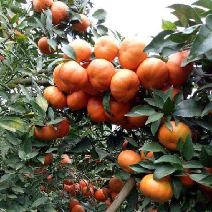 Cây giống cam đường canh