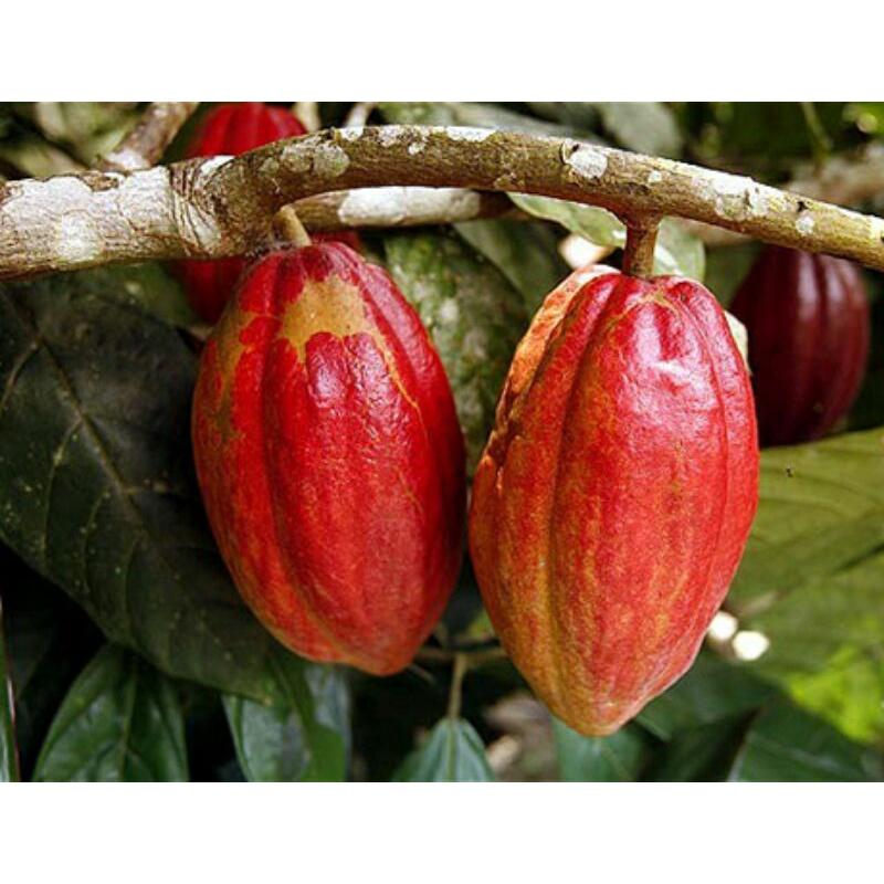 GIỐNG CÂY CACAO GHÉP CHUẨN TRÁI SỚM GIỐNG CHUẨN ĐAKLAK