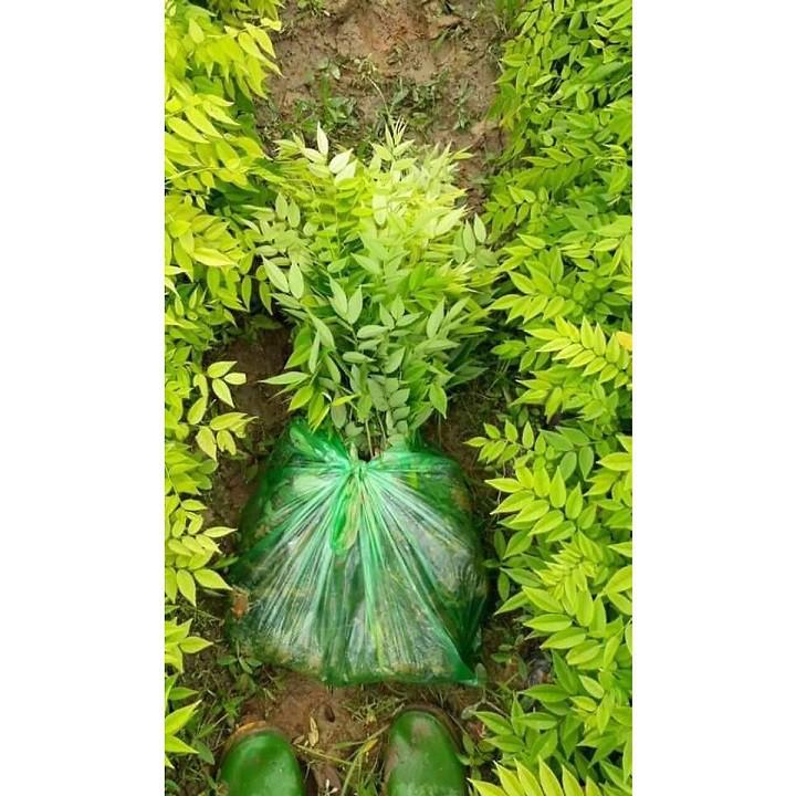 COMBO 2 BẦU CÂY GIỐNG CÂY SƯA ĐỎ