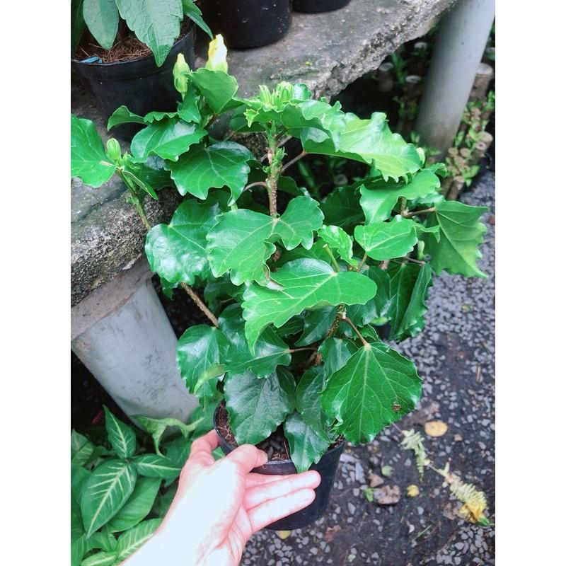 Hoa Dâm Bụt Kép