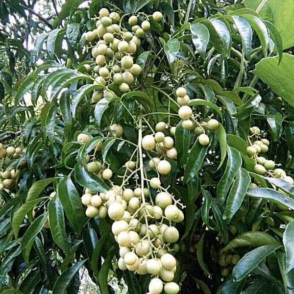 Combo 6 cây móc mật