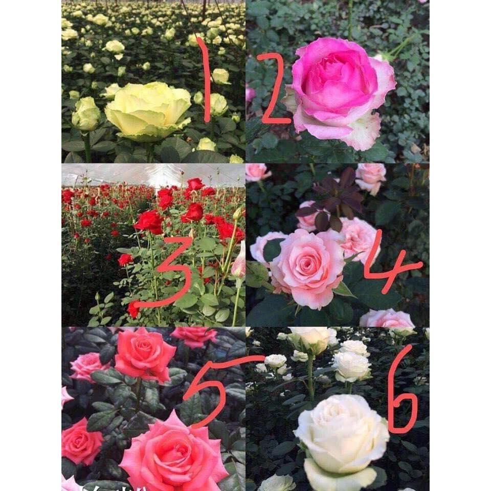 Combo 3 cây giống hoa hồng ngoại gốc đại