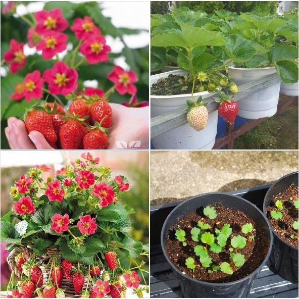 Hạt giống dâu tây đỏ chịu nhiệt 100 hạt/gói