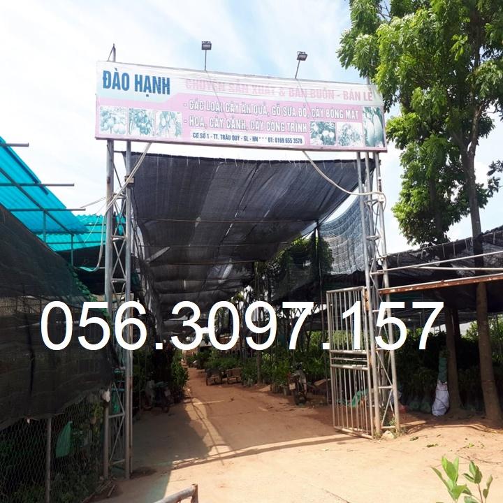 HÀNG GIỐNG CHUẨN Cây Na Dai Lạng Sơn - Cây Ăn Quả - H2O Farm