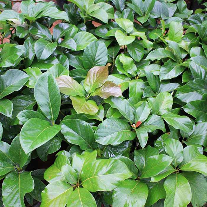 Giống bơ Thành Bích trái to khổng lồ nhất hiện nay