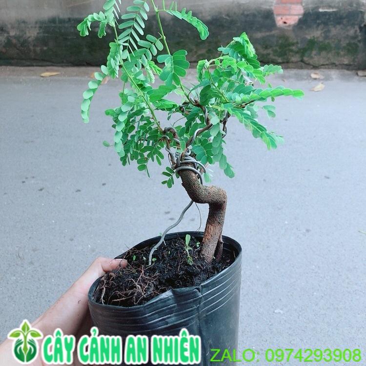 Cây Me Bonsai