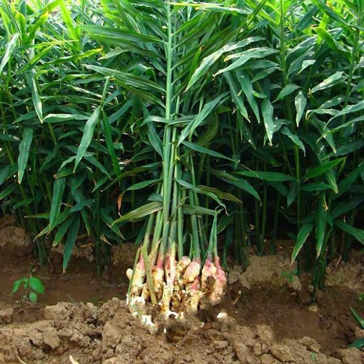 Gừng củ giống