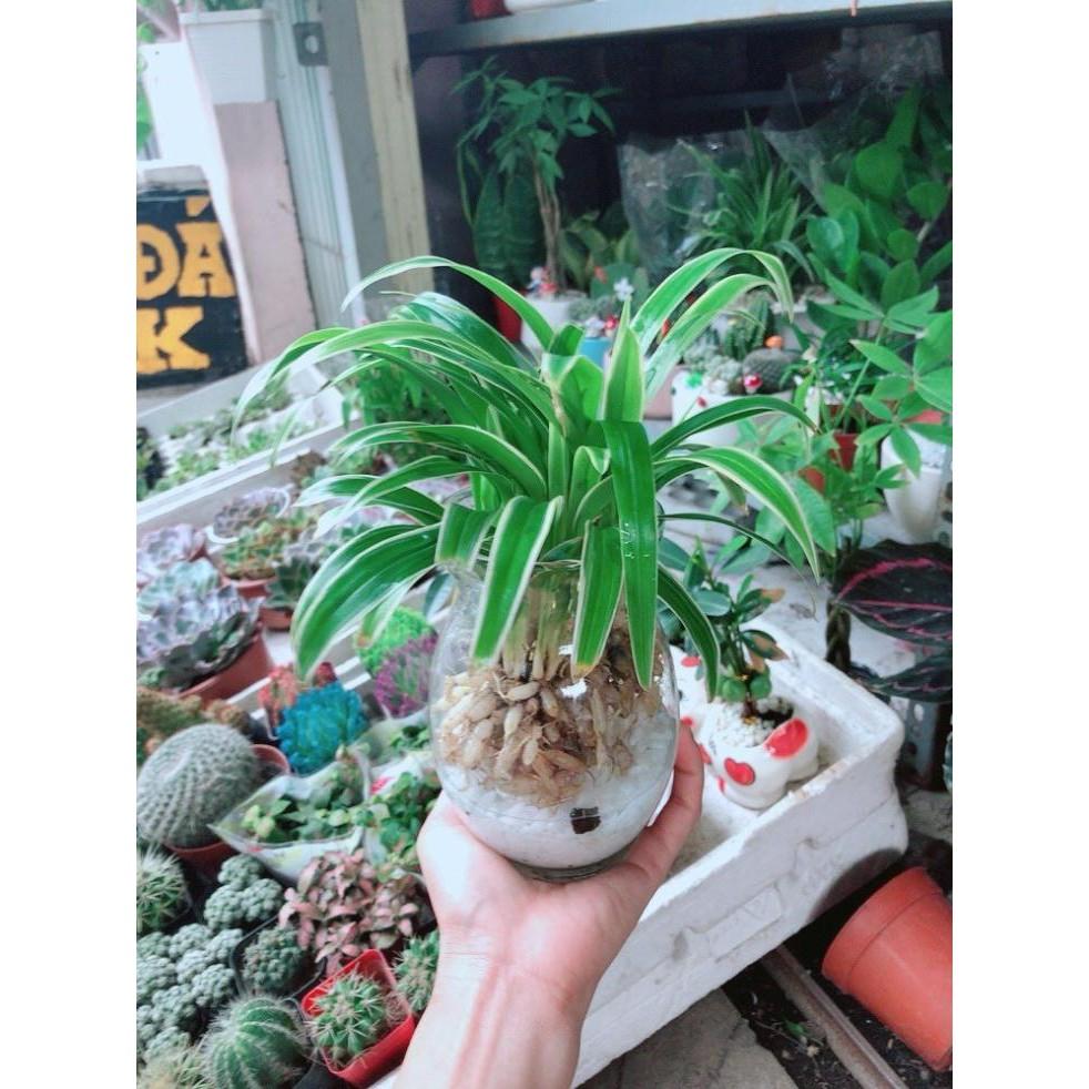 Chậu Lan Chi Thủy Sinh Bán Chạy