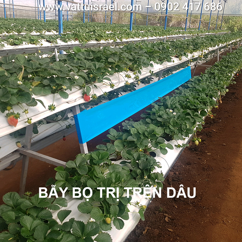 Keo Bẫy Xanh Diệt Bọ Trĩ nhập khẩu Israel Blue Trap gây hại nông nghiệp với thời gian trên 8 tháng chịu mưa nắng và nước tưới