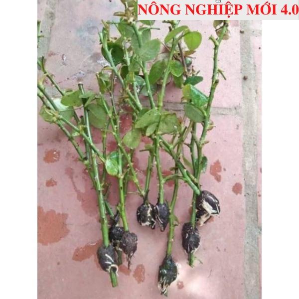 RỄ BÈO TÂY - RỄ LỤC BÌNH - CHIẾT CÀNH RA RỄ 100%