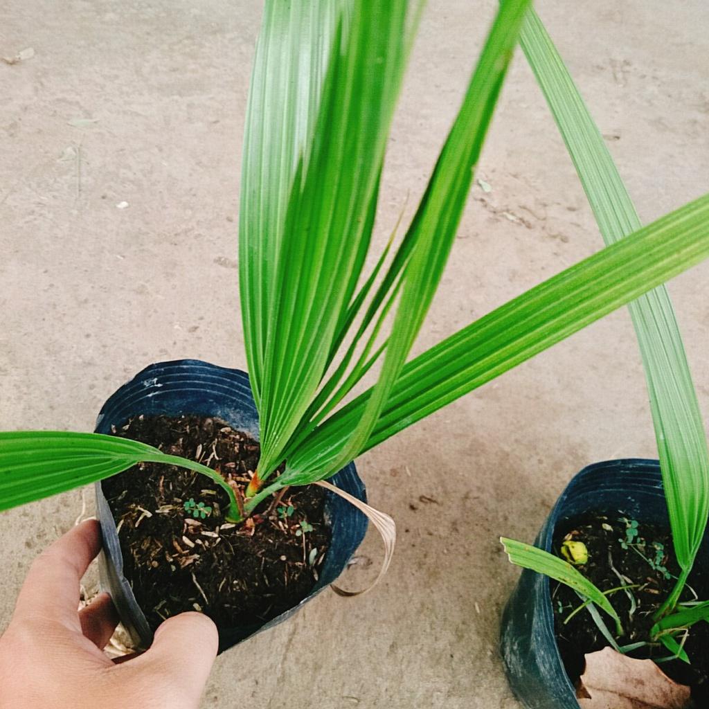 Cây Chà Là Trung Đông + tặng phân bón cho cây mau lớn