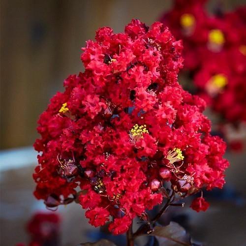 BẦU CÂY GIỐNG TƯỜNG VI HUYẾT LONG