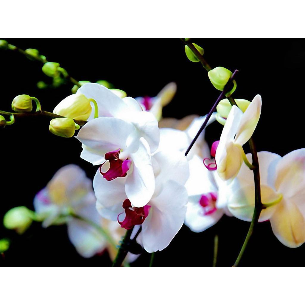 Bộ 10 chậu trồng lan lá tre trắng hoặc nâu size 22cm x 14cm