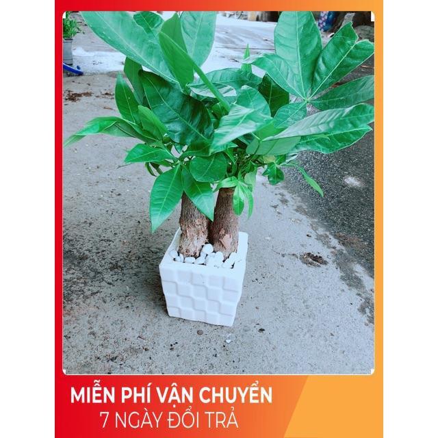 Chậu Kim Ngân 3 Thân