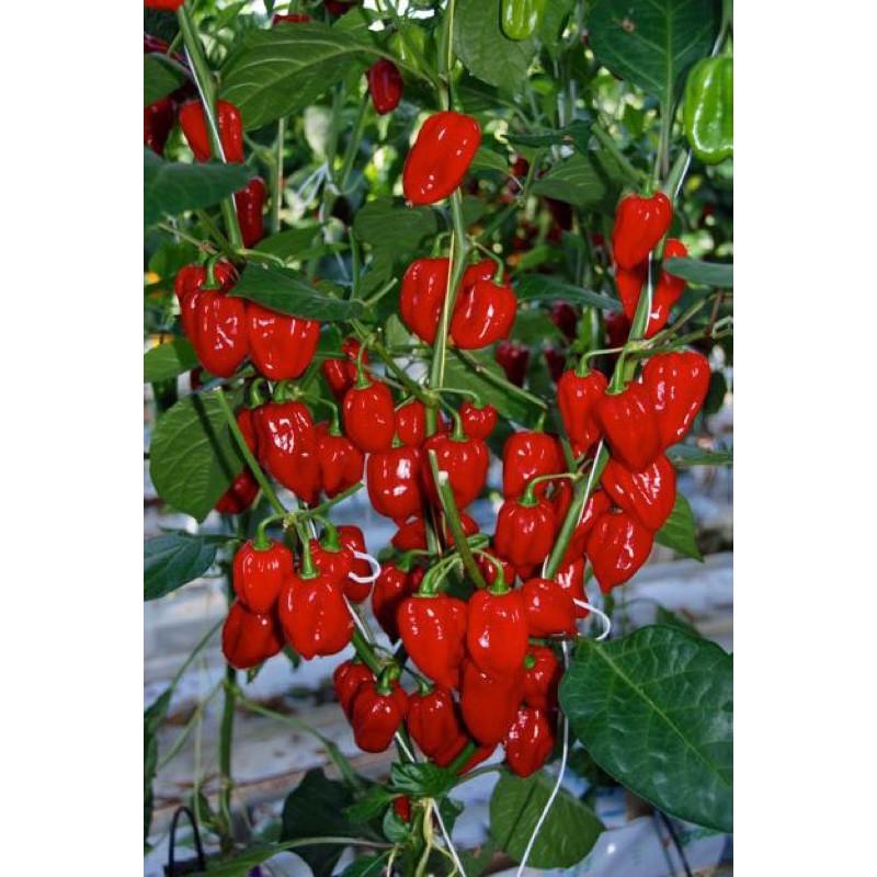 Hạt giống Ớt Siêu Cay Habanero Đỏ Mỹ