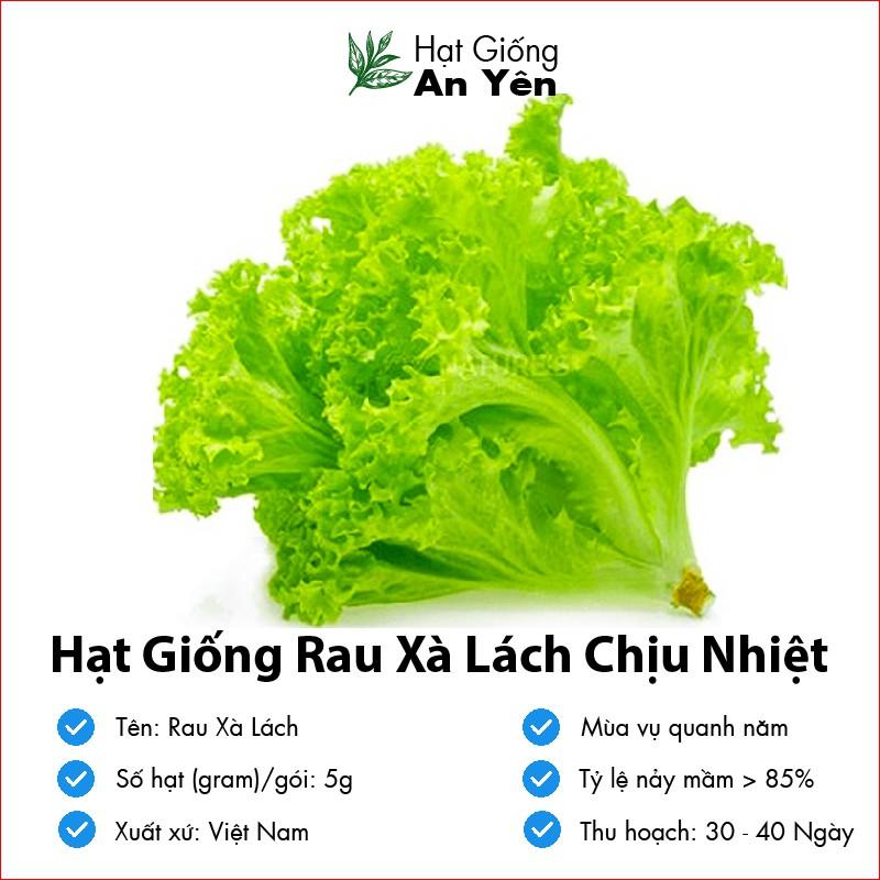 Hạt giống rau Xà Lách chịu nhiệt thu hoạch sớm, dễ trồng, nảy mầm cao, sinh trưởng khoẻ