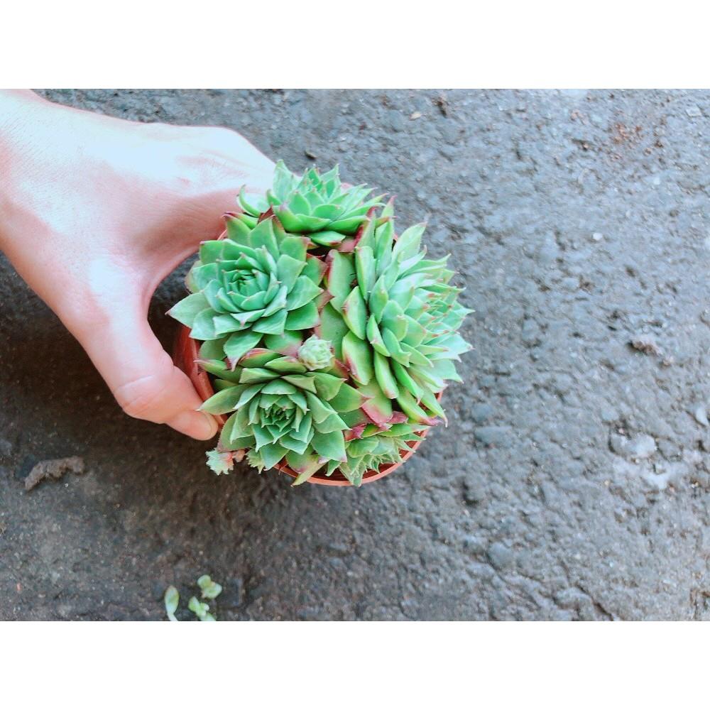 Chậu Phật Bà Xanh