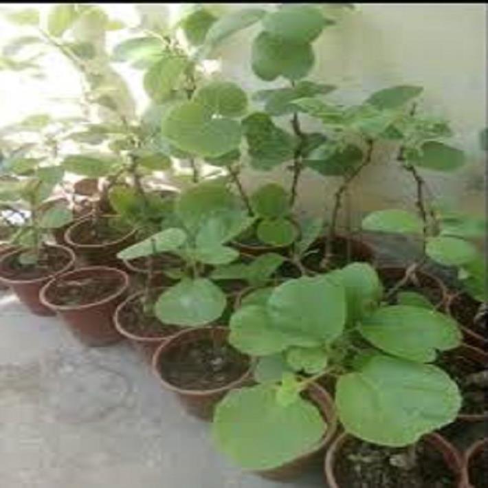 CÂY GIỐNG KIWI LEO GIÀN RUỘT XANH DÒNG QUẢ SỚM