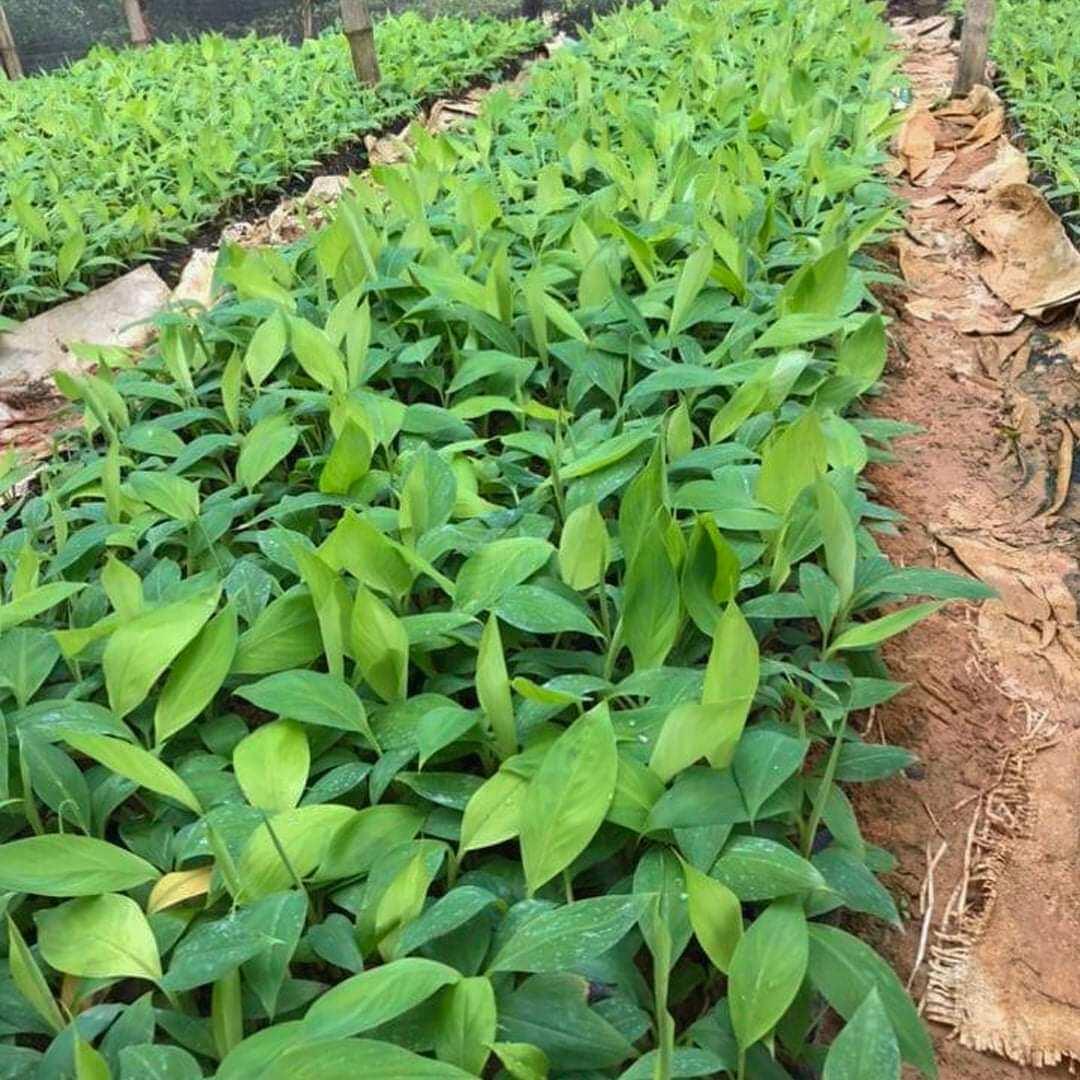 CÂY GIỐNG CHUỐI SÁP NGHỆ MITAS