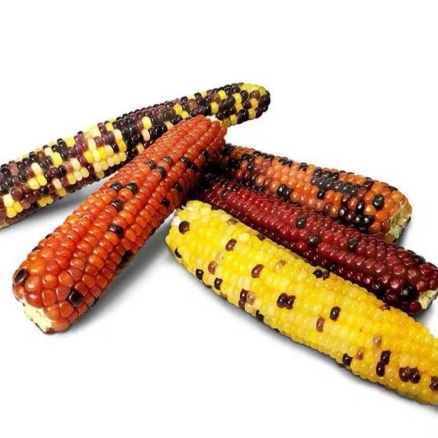 Bắp ngọt Mini dùng cho Thỏ, Hams, Bọ Ú và Chim - PE34 - Pet's88