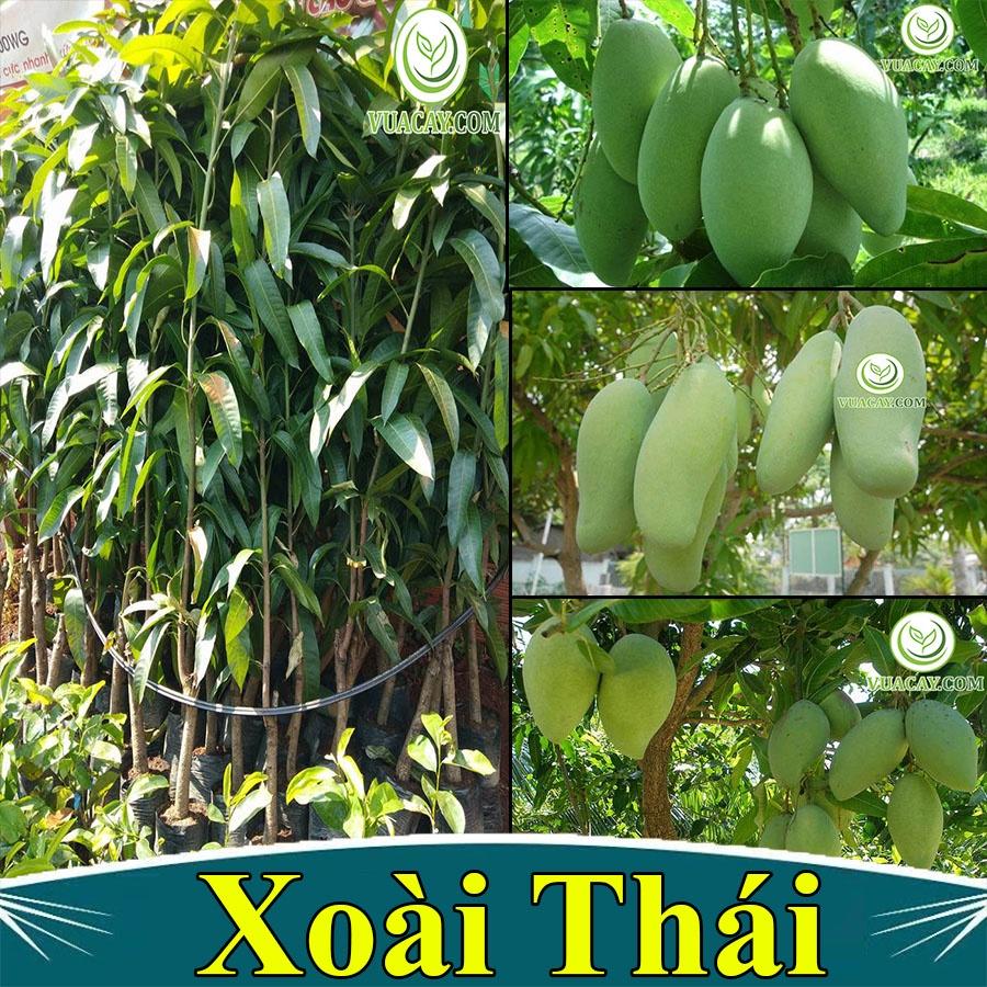 Cây giống xoài tím Thái Lan, giống cây ăn trái nhập khẩu F1 mới, cây cho trái sớm, giá trị kinh tế cao