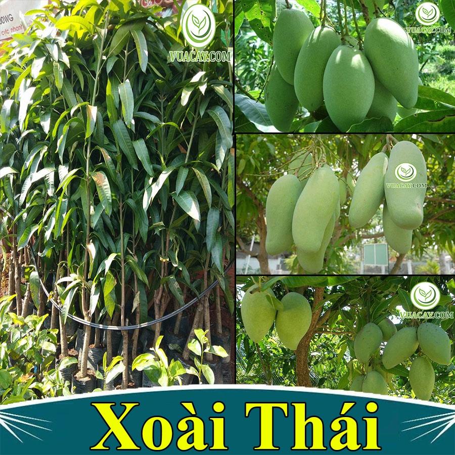 CÂY GIỐNG XOÀI THÁI SIÊU QUẢ- CAM KÊT GIỐNG CHUẨN F1