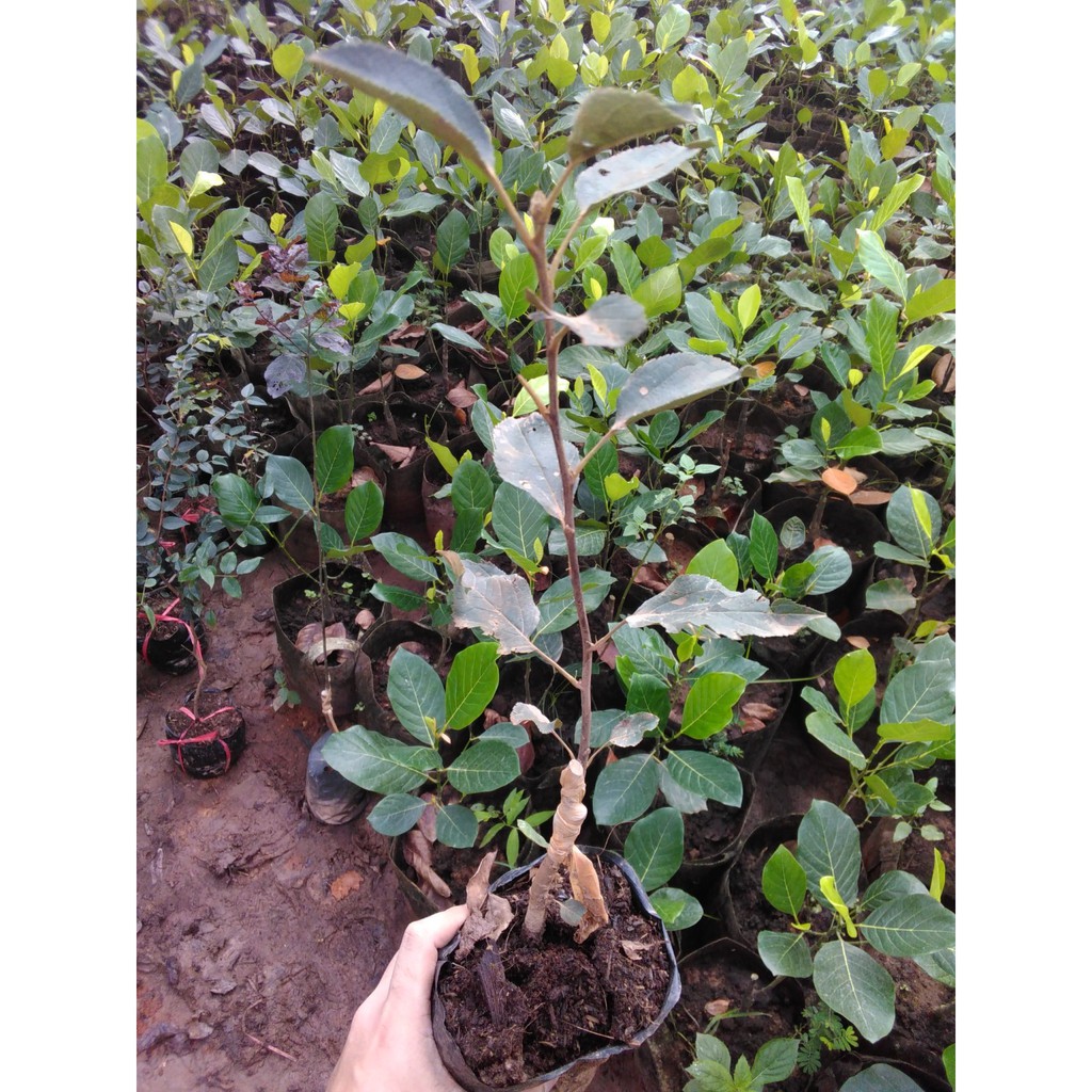 Giống Táo Đỏ Lùn F1