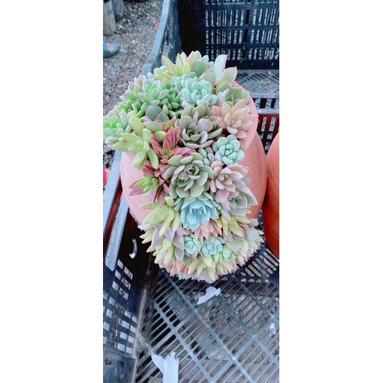 Chậu Sen Đá Tiểu Cảnh