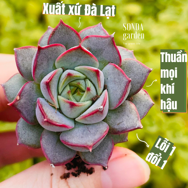 SEN ĐÁ HOA HỒNG ĐỎ SIZE MINI LỖI 1 ĐỔI 1