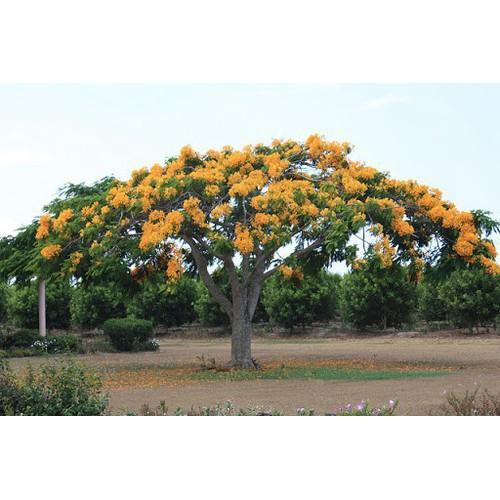 COMBO 3 BẦU CÂY GIỐNG CÂY HOA PHƯỢNG VÀNG SIÊU ĐẸP - CB3BCGHPVSD