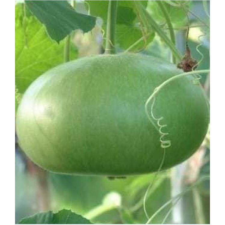 Hạt giống bầu tròn Thái - Hạt nảy mầm tốt - 1 gói 2gram