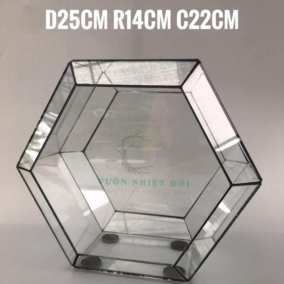 Bể Terrarium Đa Giác Setup Bán Cạn Để Bàn Làm Việc