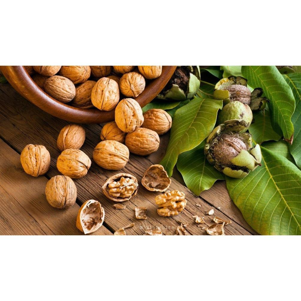 CÂY GIỐNG QUẢ ÓC CHÓ SIÊU QUẢ, SIÊU NĂNG SUẤT,SIÊU KINH TẾ- CAM KÊT GIỐNG CHUẨN F1
