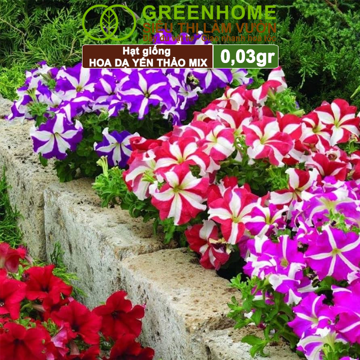 Hạt Giống Hoa Dạ Yến Thảo Sọc, Gói 0,03g, Màu Rực Rỡ, Dễ Trồng Quanh Năm, Nảy Mầm Cao H12