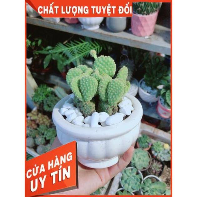 Chậu Xương Rồng Tai Thỏ