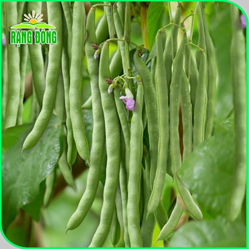 Hạt giống Họ Đậu trồng quanh năm, sinh trưởng khỏe, Rau củ quả trồng chậu - Hạt giống Rạng Đông