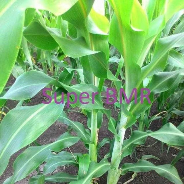 200g hạt giống cỏ cao lương SUDAN SUPER BMR